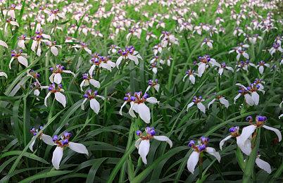 大乱斗顶级选手输掉比赛后怒摔手柄 引来观众批评